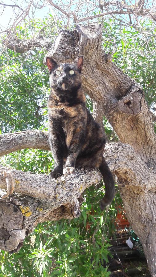 Mitat Guesthouse Beaufort West Bagian luar foto